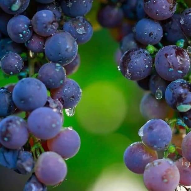 grapes